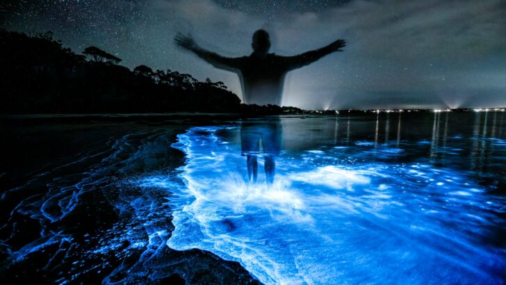 A Rare Animal That Glows in the Dark Was Found in Maine