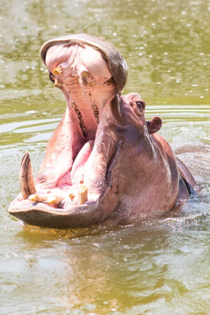 a hippopotamus in a body of water with its mouth open