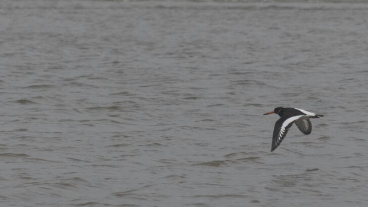 Norfolk Birdwatchers Find Britain&rsquo;s Oldest Known Oystercatchers
