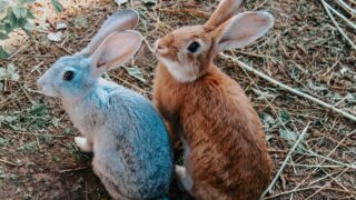 Wild rabbits on the ground.