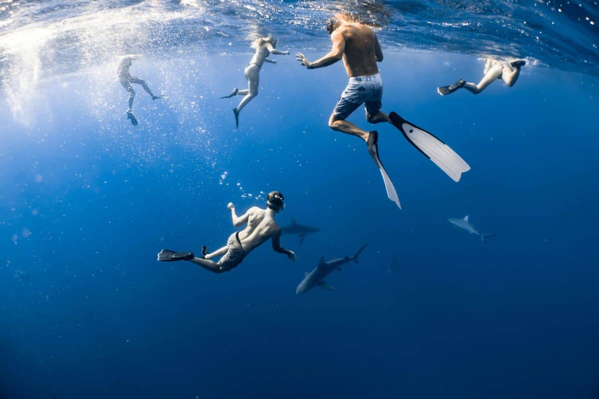 A vivid example of human and shark interaction.