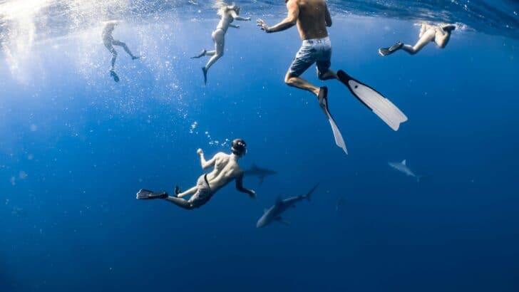 The Truth About Shark Behavior Around Humans