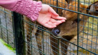 A woman comforting a deer with her hand.