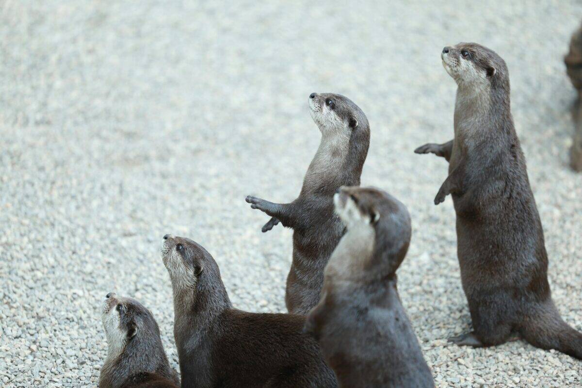 An adorable group of otters is having a bonding moment.