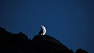 Unidentified animal on the top of a hill.