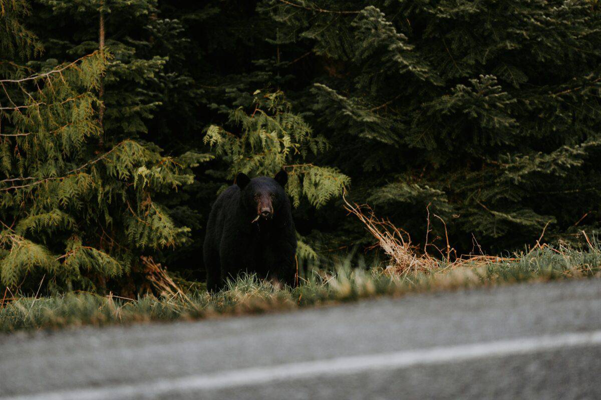 A black bear on the side of the road.