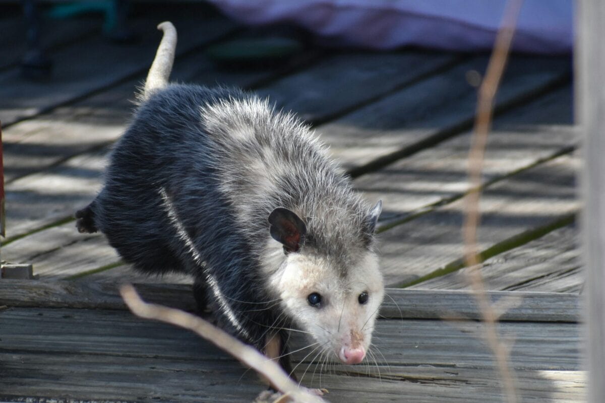 A wild opossum trying to find food outdoors.