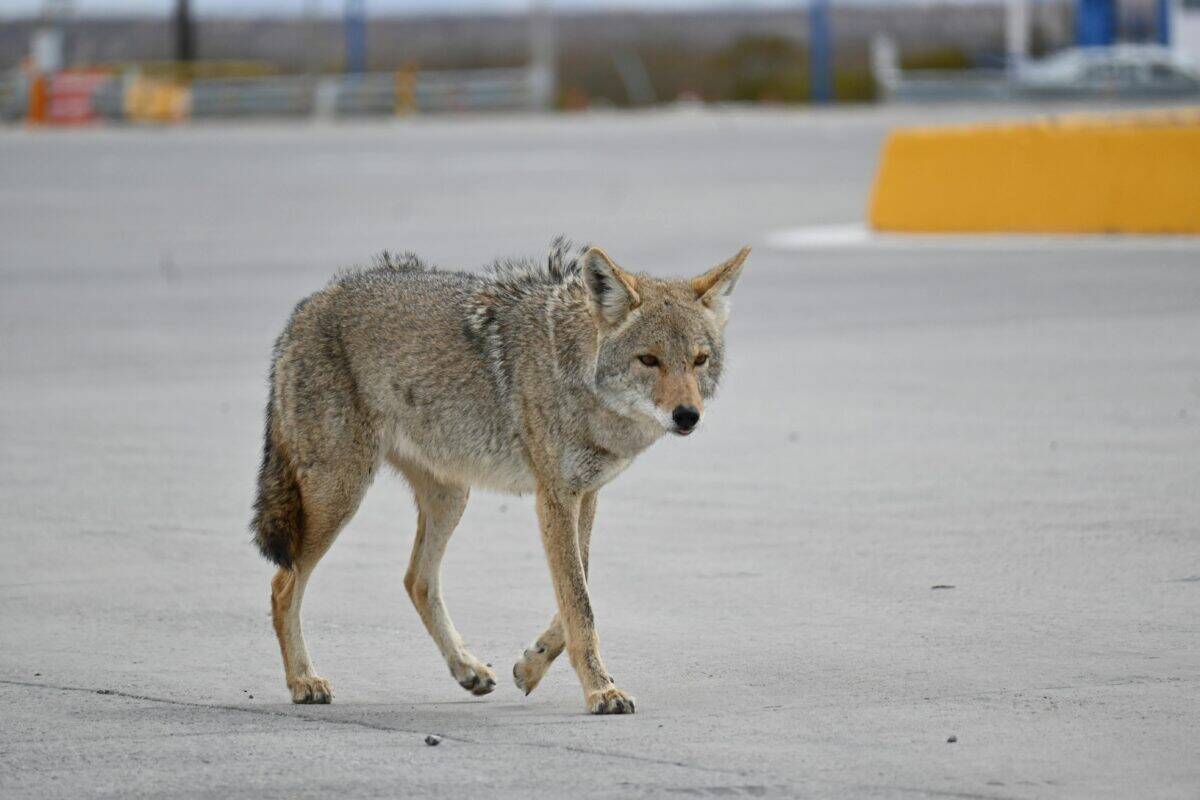 A wild coyote in an open lot.