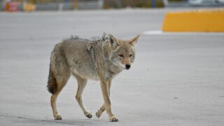 A wild coyote in an open lot.