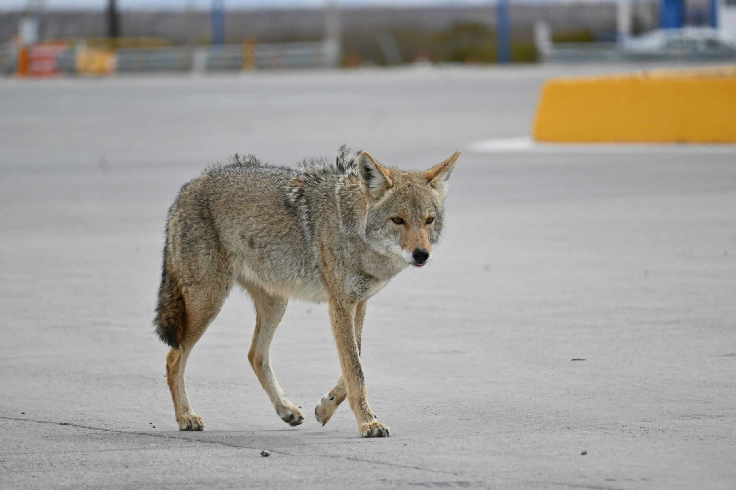 A wild coyote in an open lot.