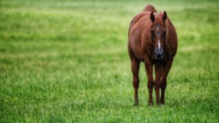A horse having a good walk in the grass.