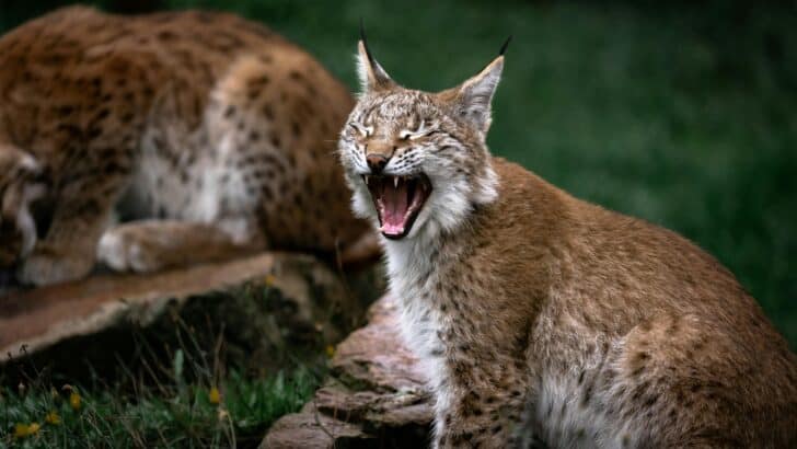 This Rare Bobcat Behavior Left Scientists Speechless