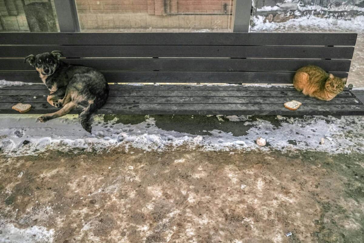 Abandoned animals in an undesirable place.