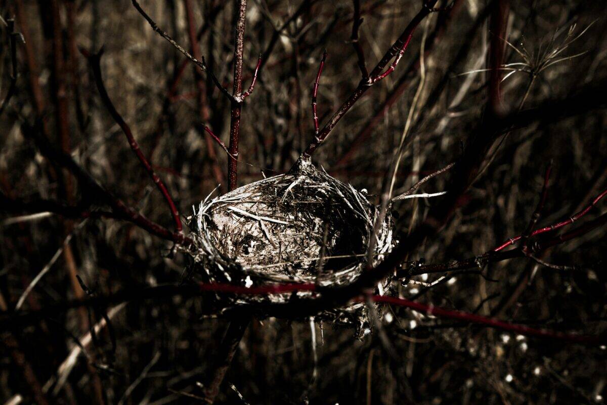 A close-up photo of an empty nest.