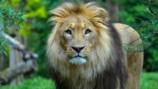 A lion strolling in the woods.