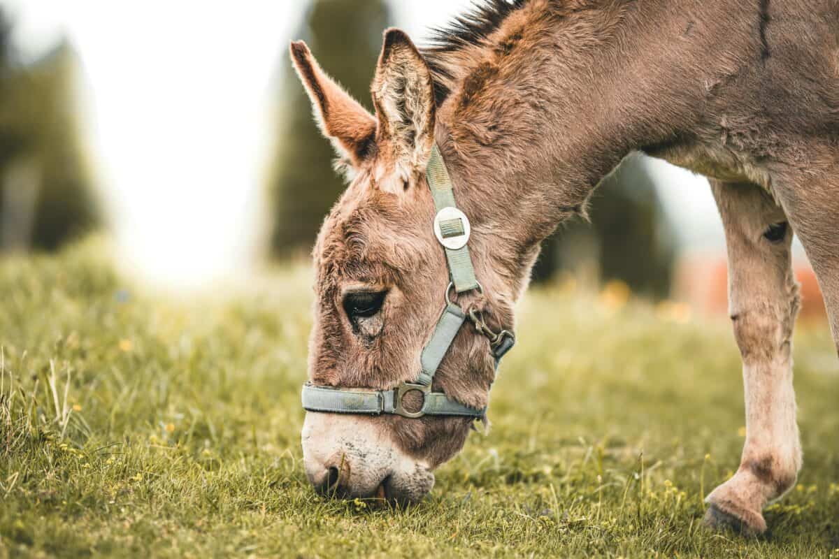 A donkey enjoys eating grass.