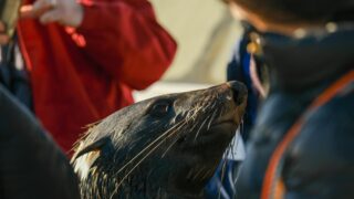 A young seal interacting with people