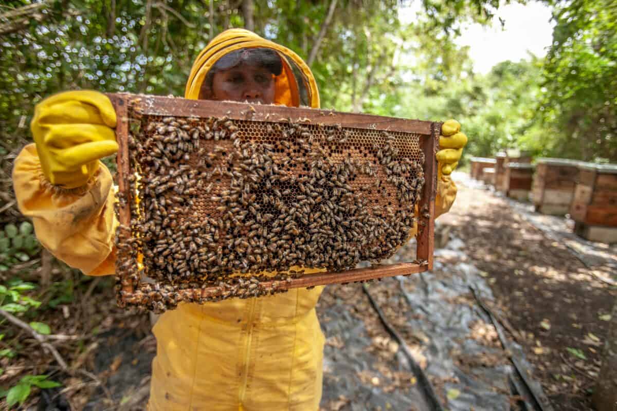 A man holding a honeycomb.