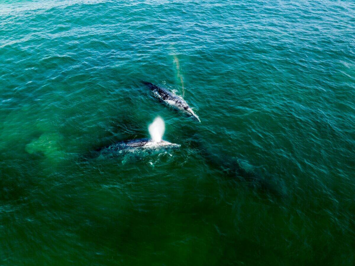 Two gray whales emerging from the water.