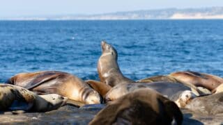 Seals soaking and sleeping on the shorelines.