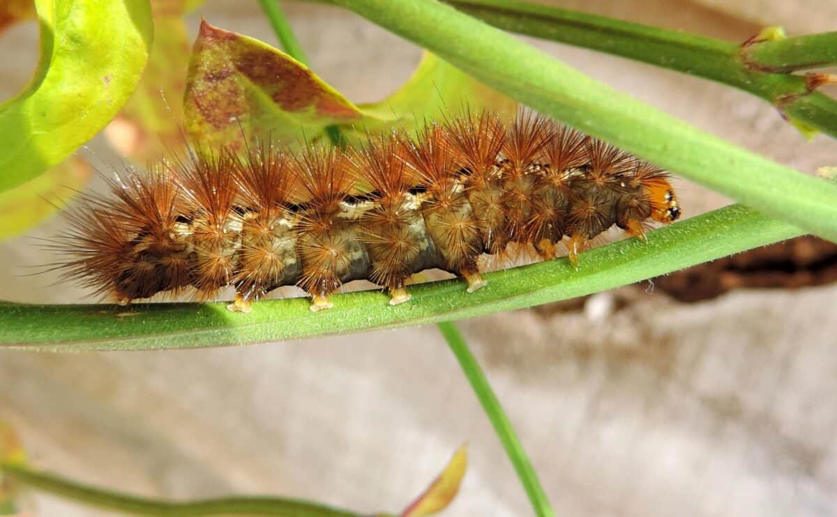 A huge caterpillar resting on a stem.