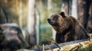 A grizzly bear wandering on the woods.