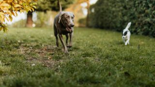 Dogs running on the grass.