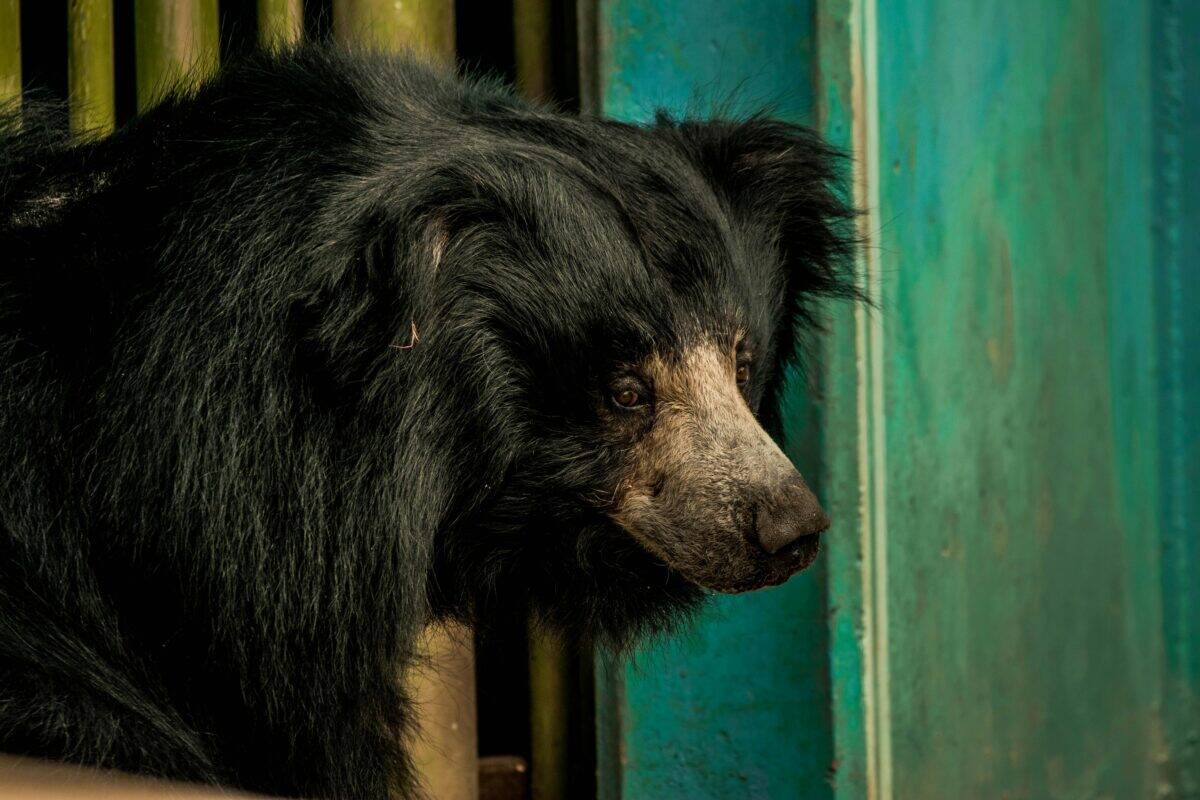 A black bear wandered out of the woods.
