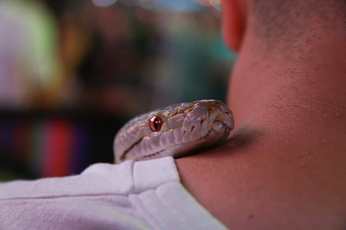 A snake on a man's neck.