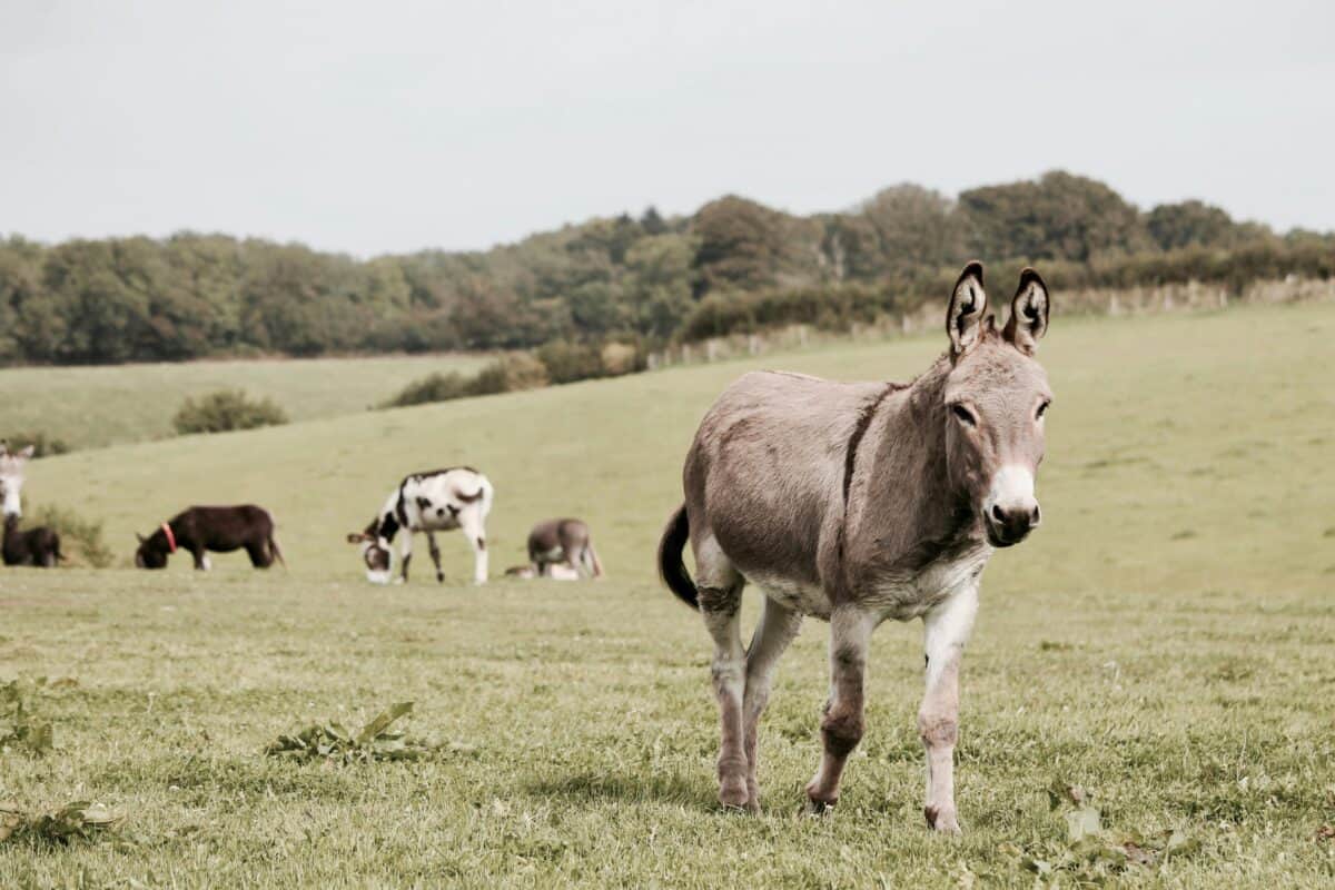 Donkeys in the open field.
