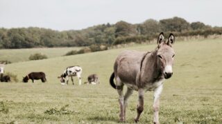 Donkeys in the open field.