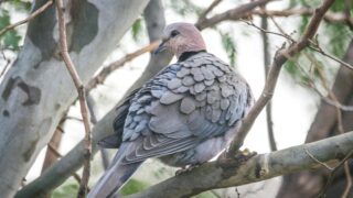 A dove resting on the branch of a tree.