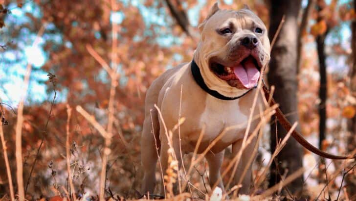 Pit Bull Mauls Infant to Death in Ohio Home, Shocking Everyone