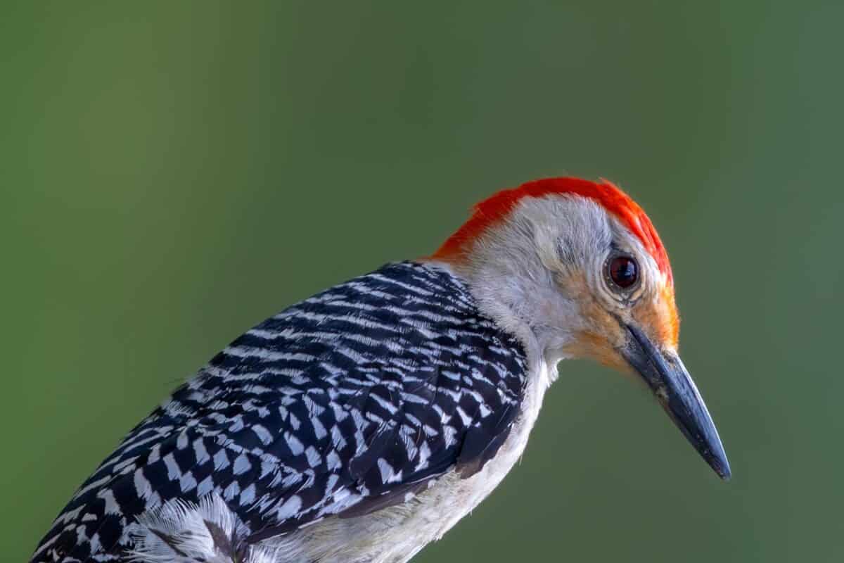A close-up photo of a colorful woodpecker.