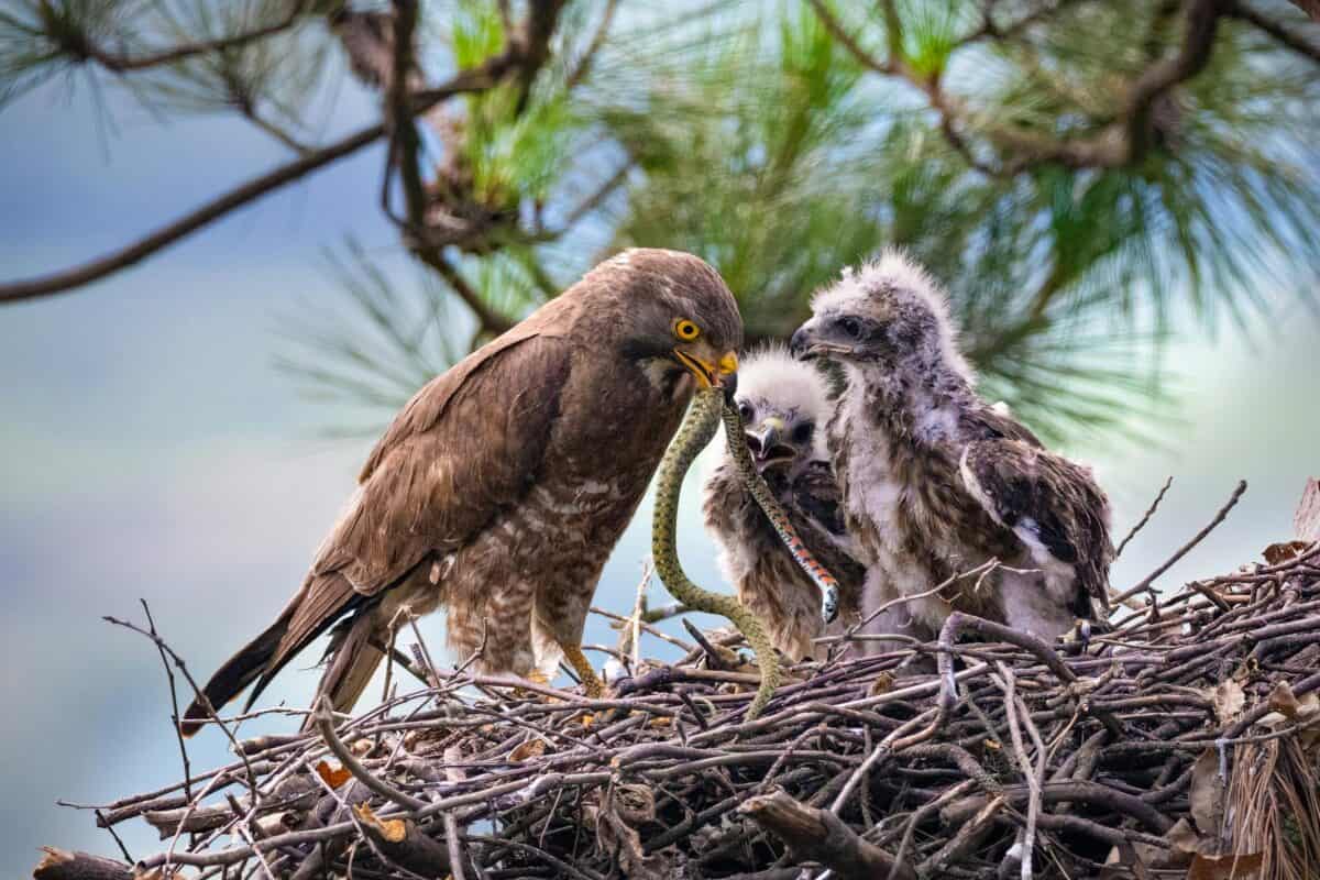 Eaglets caught a prey on their nest.
