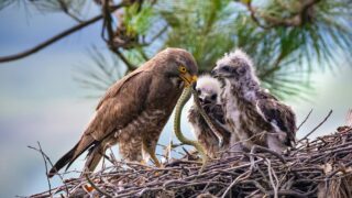 Eaglets caught a prey on their nest.