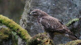 A medium-sized buzzard on a tree.