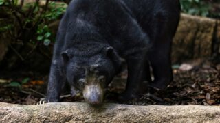A bear in its natural habitat.