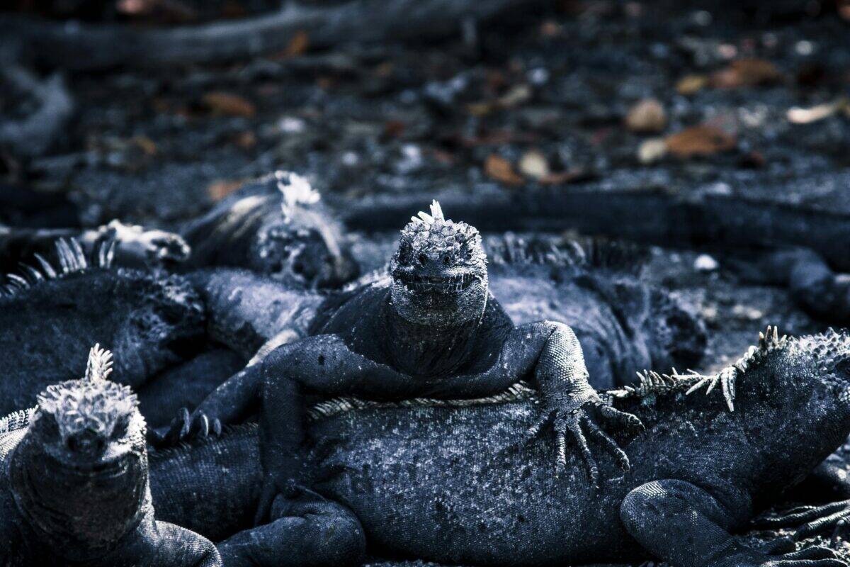 A group of iguanas taking a rest.