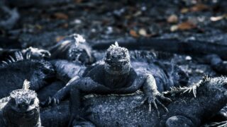 A group of iguanas taking a rest.