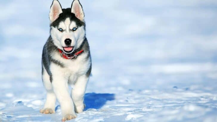 The Real Story Behind Balto’s Heroic Journey