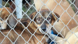 Various dog breeds inside a cage.