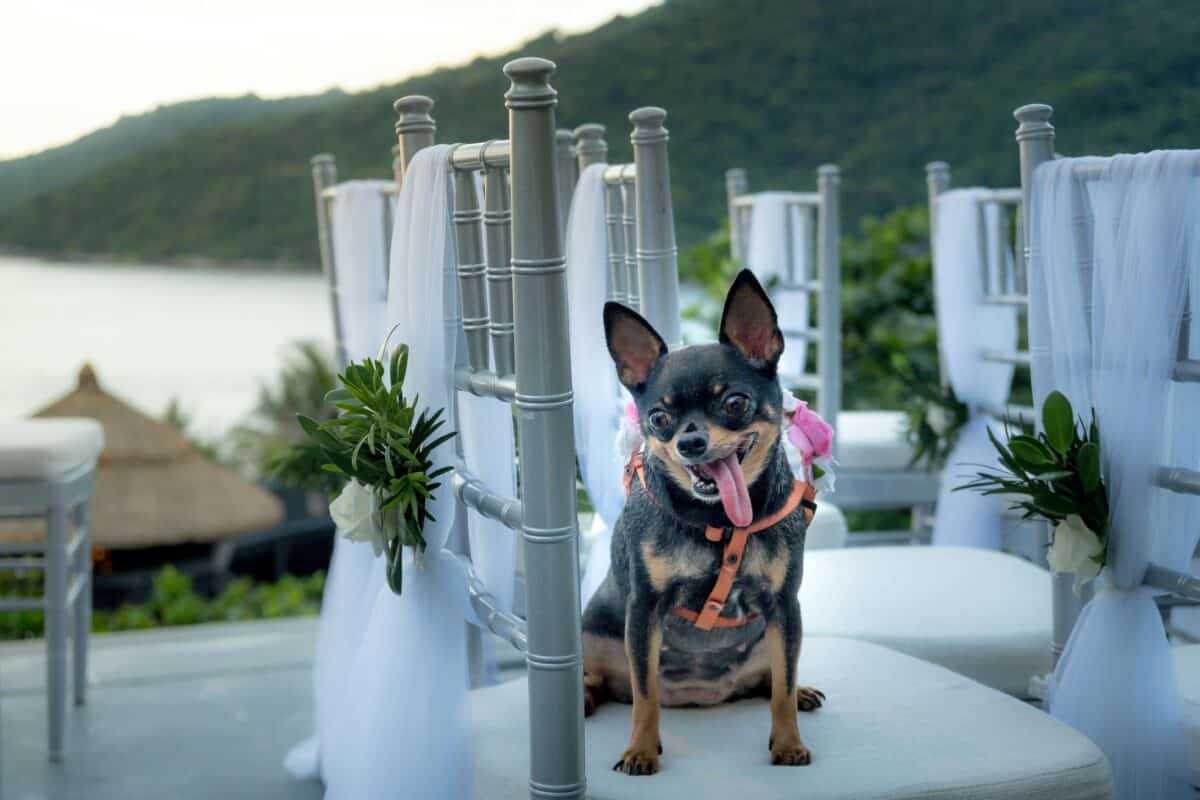 A puppy enjoying the wedding ambiance.
