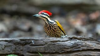 A woodpecker on a log.
