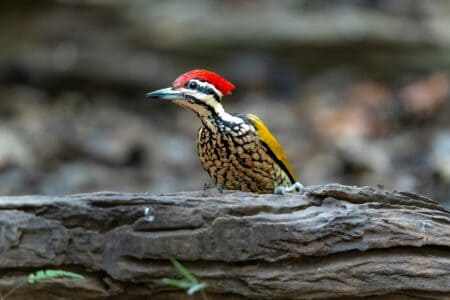 Woodpecker Destroys 25 Car Mirrors in Massachusetts Town
