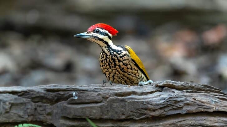 Woodpecker Destroys 25 Car Mirrors in Massachusetts Town