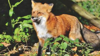 A young red fox hunting for food in the forest.