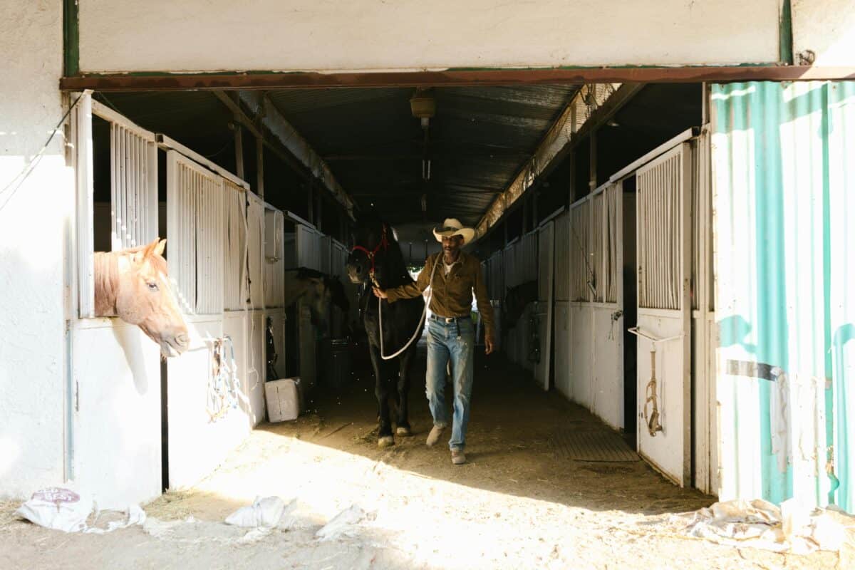 A cowboy with his horses in a barn.