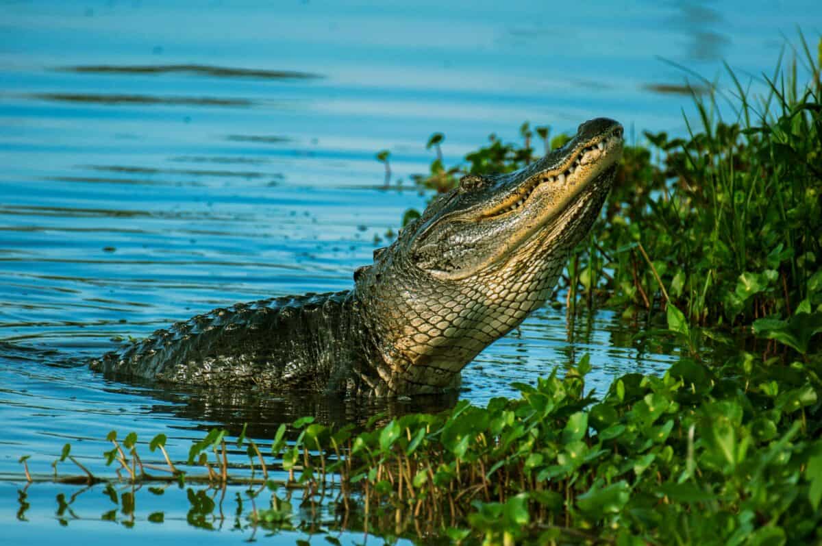 A huge alligator emerging from a body of water.