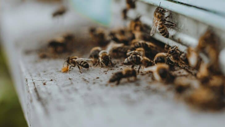 Aggressive Bee Swarm Shuts Down Arizona Street